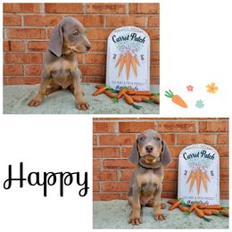 Weimaraner Puppies from LAAT Weims