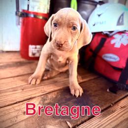 Bretagne - Silver gray female Weimaraner puppy in Talking Rock, Georgia from North Georgia Weims