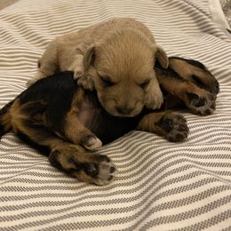Schnoodle Puppies from Noodle Tings Puppies