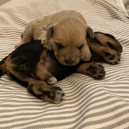 Schnoodle Puppies from Noodle Tings Puppies