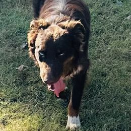 Australian Shepherd puppies from Kamm's Aussies