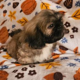 Orange collar boy - Brindle male Shih Tzu puppy in Woodsfield, Ohio from ROSE LANE SHIH TZUS