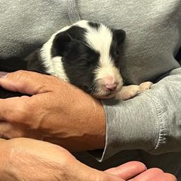 SAGE - Black and white male Shetland Sheepdog puppy in Frazeysburg, Ohio from Mountain High Kennels
