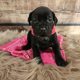 Cane Corso Puppies from Carrie Brown's Cane Corsos