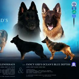 German Shepherd puppies from Fancy GSDs