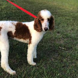 Poodle All Grown Up from Goldens Galore