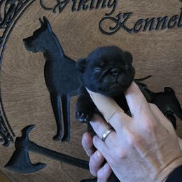 Male 2 - Black male Pug puppy in Cheyenne, Wyoming from Viking Kennel
