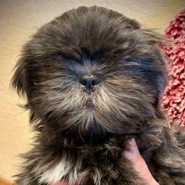 Robby - Blue male Shih Tzu puppy in Victorville, California from RUMBLE n TUMBLE