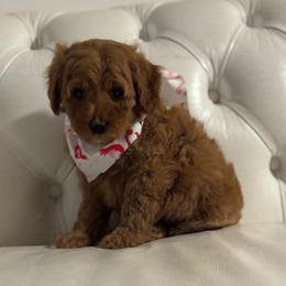 Jingles - Apricot female Cavapoo puppy in Gainesville, Florida from Alyssa Xxweetdoodles