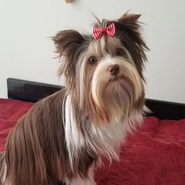 Sassy - Biewer Terrier