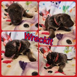 Wreckit - Blue male German Shepherd puppy in Los Lunas, New Mexico from Mali's German Shepherds LLC