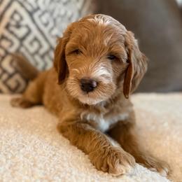 Harvey - Red  male Goldendoodle puppy in Maricopa, Arizona from AZ Designer Goldendoodles