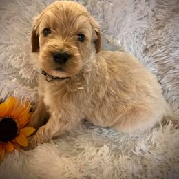 Goldendoodle Puppies from Whispering Ridge Doodles