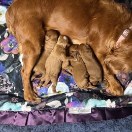 Girl 4 - Red female Cavapoo puppy in Melissa, Texas from Southern Love Cavapoos & Maltipoos
