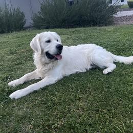 Eros - Golden Retriever