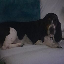 Haus - Basset Hound