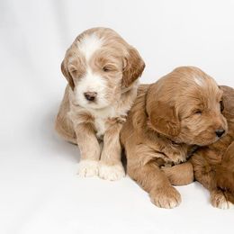 Australian Labradoodle Puppies from St. Louis Australian Labradoodles