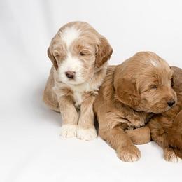 Australian Labradoodle Puppies from St. Louis Australian Labradoodles