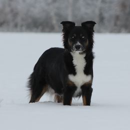 Holly - Australian Shepherd