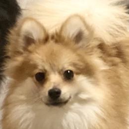 Rona - Pomeranian