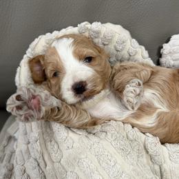 Boy 3 - Apricot male Goldendoodle puppy in Sacramento, California from Goldendoodlesca