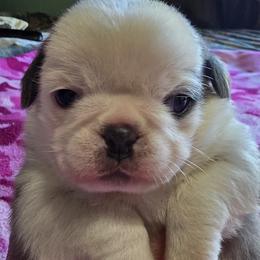 Pug Puppies from Royal House of Pugs