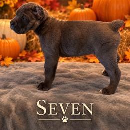 Seven - Gray male Cane Corso puppy in Waxahachie, Texas from A&M Kennels