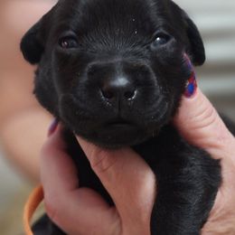 Labrador Retriever Puppies from Steele Caliber Retrievers