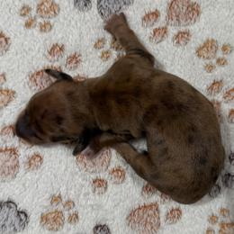 Aurora - Dapple female Dachshund puppy in Martinsville, Indiana from Witchy Woman’s Wiener’s