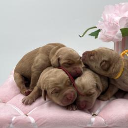 Teal - Yellow female Labrador Retriever puppy in Heath Springs, South Carolina from Rich Hill Retrievers