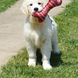 Golden Retriever Puppies from OC Goldens