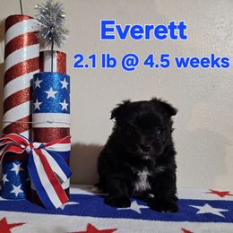 Everett - White male Maltese puppy in Terrell, Texas from PBJ Farms
