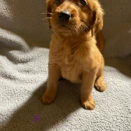 Girl 1 - female Golden Retriever puppy in Edgefield, South Carolina from Bass Southern Kennels