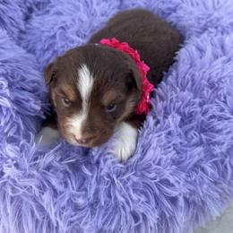 Red tri blaze - Red tri female Miniature Australian Shepherd puppy in Graham, North Carolina from Thompson Farm Mini Aussies