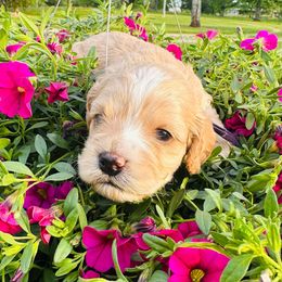 Mary - Buff Cockapoo puppy in Lake Tansi, Tennessee from Davis cockapoos