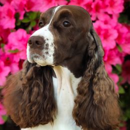 Dare - English Springer Spaniel