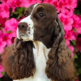 Dare - English Springer Spaniel