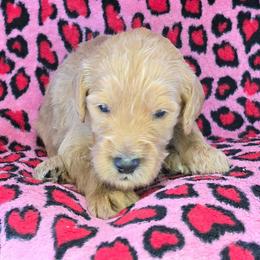 Eddie - Apricot male Goldendoodle puppy in Georgetown, Tennessee from Georgetown Designer & Purebred Puppies