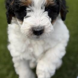 Black and white girl - Black and white female Assorted Doodle Crosses puppy in Bedford, Pennsylvania from Dans Doodlez