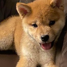 Shiba Inu and Siberian Husky Puppies from Mirage Siberians