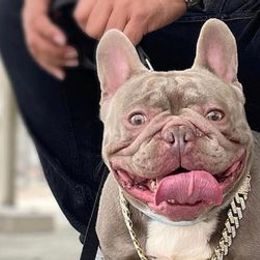 French Bulldogs from First Pick Frenchies