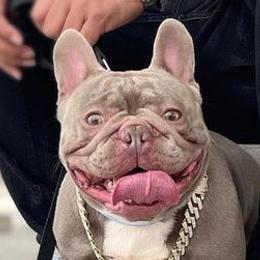 French Bulldogs from First Pick Frenchies
