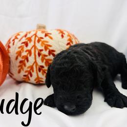 Fudge - Black male Goldendoodle puppy in Cedartown, Georgia from Loyal Doodles