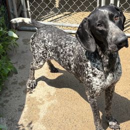 German Shorthaired Pointer puppies from Foot Hunter Kennel