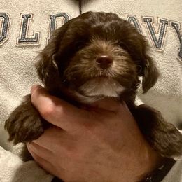 Rosie (Green) - Chocolate female Yorkipoo puppy in Martin, Tennessee from Danza Bolo