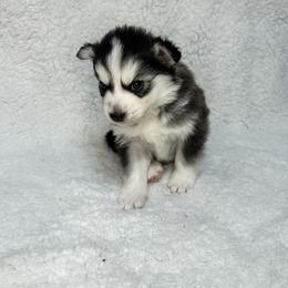 Pomsky All Grown Up from Full Moon Pomskies