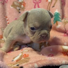 Boy 3 - Liver male French Bulldog puppy in Gerber, California from In The Zone Dog Training and Breeding