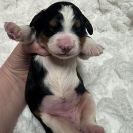 Bernedoodle puppies from TLC by the Lake Standard Poodle and Doodles