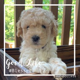 Bernedoodle and Goldendoodle Puppies from I Dream of Doodles