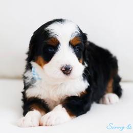 Thor - Tri-color male Bernedoodle puppy in Diamond Bar, California from Furrytaildoodles